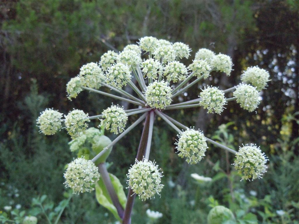 Grande Apiacea - cfr. Angelica sylvestris